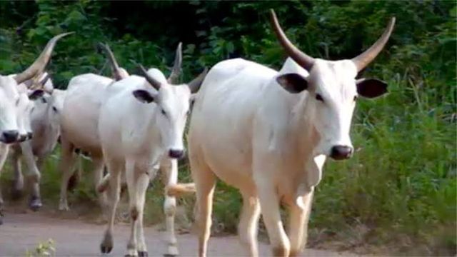 Senate appoints senator Mustapha as chairman of livestock development committee