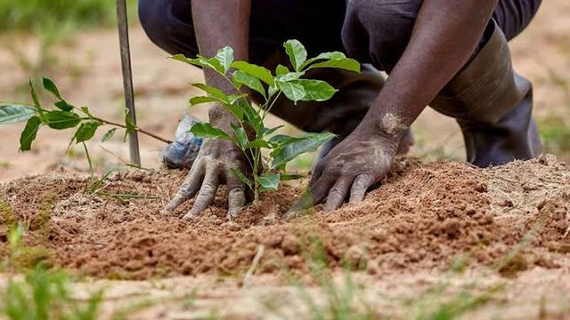 Ministry collaborates with NYSC, schools to plant trees in Adamawa
