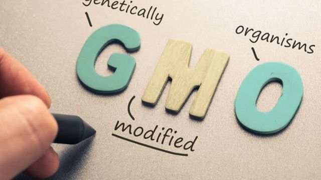 FG enhances collaboration on GMO safety