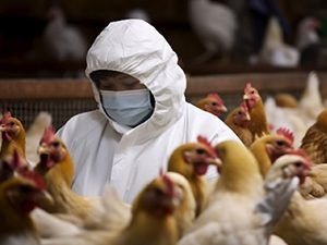 Bird Flu Outbreak: Enugu Govt. begins sensitisation of poultry farmers, traders