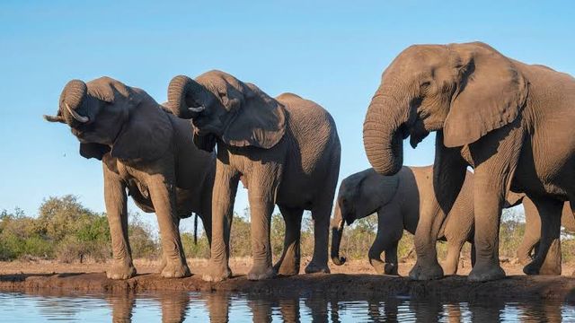 Namibia will cull over 700 wild animals, including elephants, due to drought and food shortages