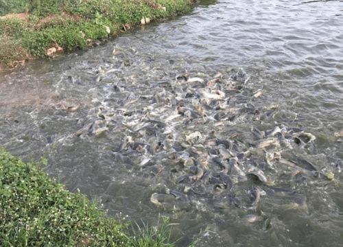 Kwara strengthens aquaculture with FAO-backed FISH4ACP training for farmers