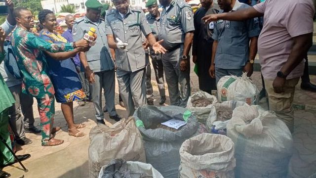 Customs seizes Pangolin scales worth N3.9bn in Kaduna, vows to protect endangered species