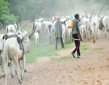 Farmers seek Gombe govt’s intervention over herders’ encroachment