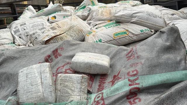Oyo/Osun: Customs seizes 1,824kg of Cannabis Sativa hidden in sawdust