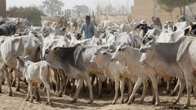 Ranching is the only road to ending farmers-herders clashes