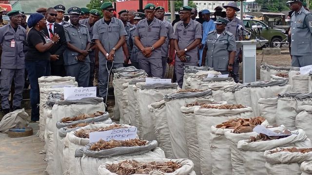Nigeria Customs Service Seizes 9,493 kg of Pangolin scales