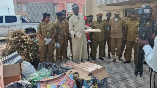 NDLEA destroys cannabis farm, arrests 58 suspects in Adamawa