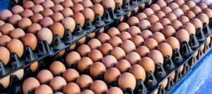 Egg remains cheapest protein source – PAN