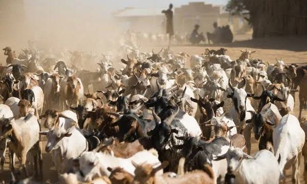 Jigawa Police recover stolen cattle, arrest multiple suspects