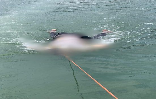NEMA confirms recovery of male body from Lagoon