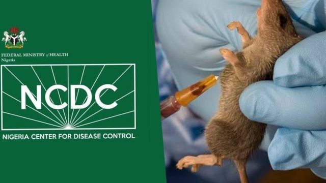 Lassa cases drop, deaths remain high – NCDC