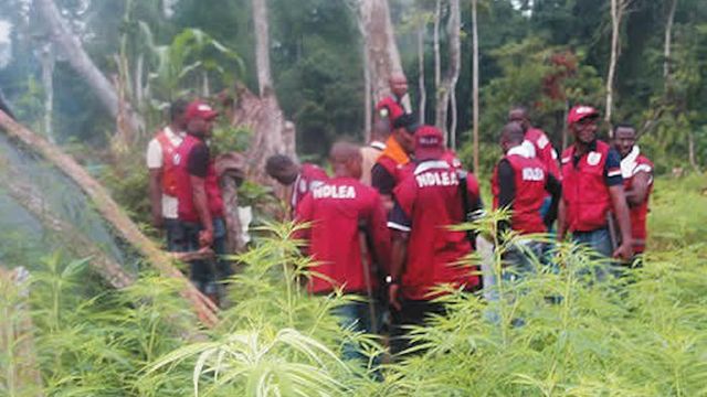 Local vigilante raids Indian Hemp plantation, hands over six suspects to NDLEA for prosecution in Ekiti