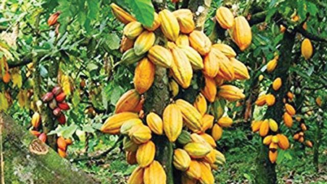 Ekiti govt distributes 50,000 cocoa seedlings, encourages youths to invest in farming