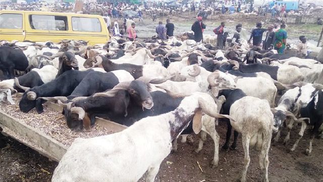 Sallah rams: Prices rise in Kano, buyers lament