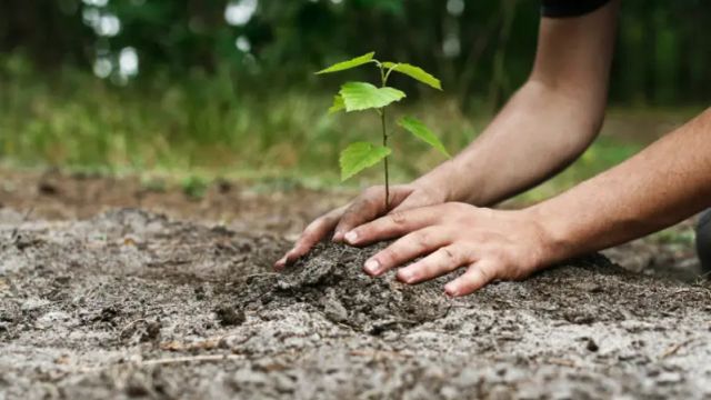 Polaris Bank, NCF expand nationwide tree planting to Lagos, Ogun, Kaduna