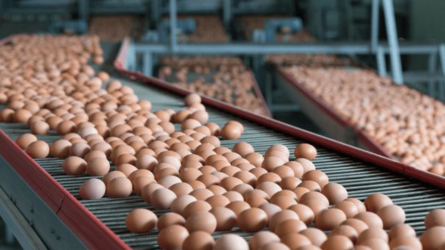 Lagos egg powder factory begins operations in Q4 – PAN