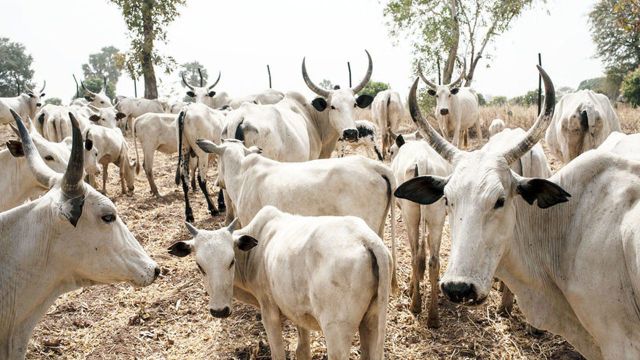 Adamawa approves N5bn to modernise livestock and grain markets