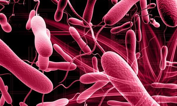 Many are feared dead following a cholera outbreak in Niger communities