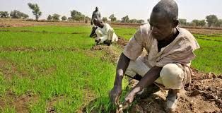 AFAN urges Jigawa farmers to embrace new seed varieties