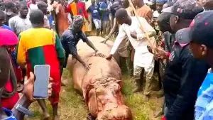 Kebbi: The hippo that killed Emir’s guard has been eliminated and distributed as meat