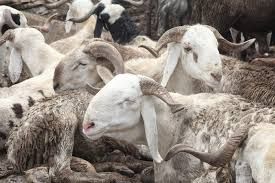 Eid-el-Kabir: Abeokuta residents lament high cost of ram, settle for alternatives