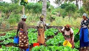 Food Surplus: Ondo Farmers’ Congress wants govt. to subsidise agricultural inputs