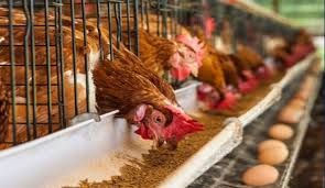 Food security: Ogun supports 850 poultry farmers with discounted feeds