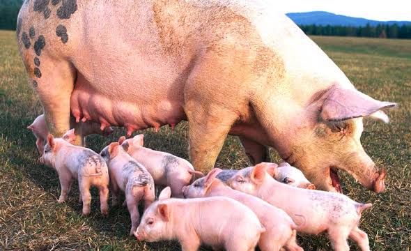 Ekiti govt blames pig waste for foul smell in Ado-Ekiti community