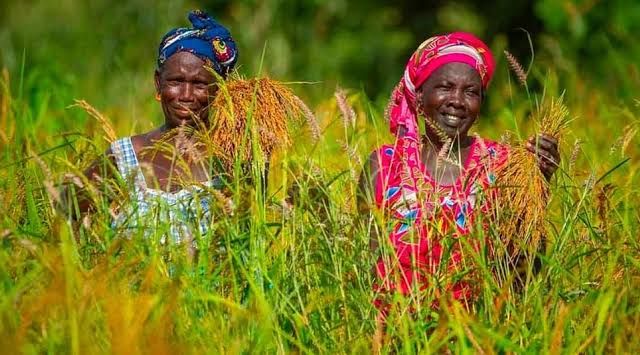 AfDB Secures $14m to boost food security in africa under new global agriculture fund