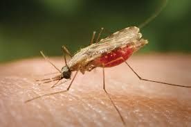 Expert advocates improved malaria data, funding