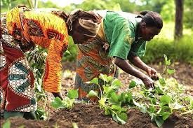 FG targets 100% youth, women inclusion in agriculture