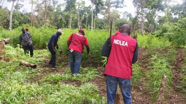 War on drugs: NDLEA discovers 9.5 hectares of cannabis farms, destroys 23.75 tons in Osun