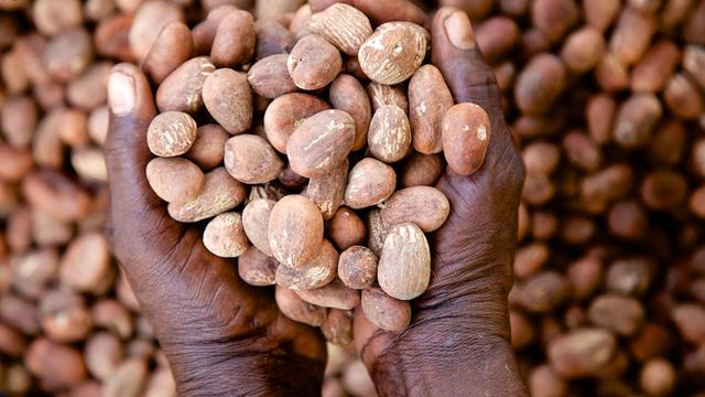 CPPE cautions FG on Shea nut export ban, calls for phased approach
