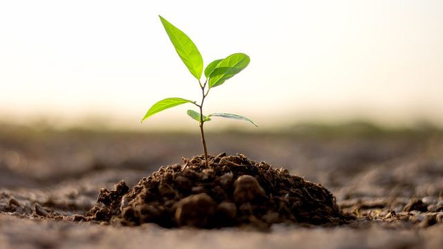 Fidelity bank, LASPARK join forces to plant 20,000 trees in Lagos