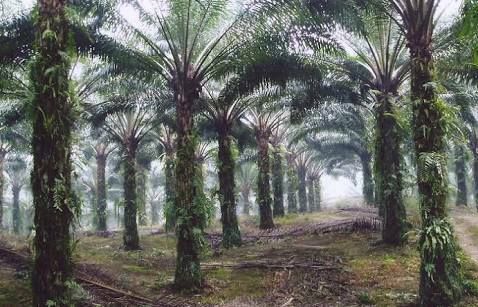 Presco Plc expands plantation footprint with 10,000-hectare acquisition in Cross River
