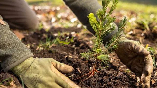 Edo Gov’t moves to plant 1m trees in four years