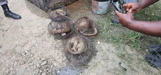 Customs intercept four live Pangolins in Ogun anti-smuggling operation