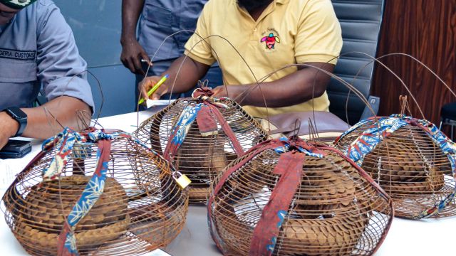 Customs intercepts 4 live Pangolins in Ogun