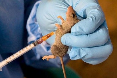 Lassa fever: Plateau records 6 confirmed cases , 4 deaths