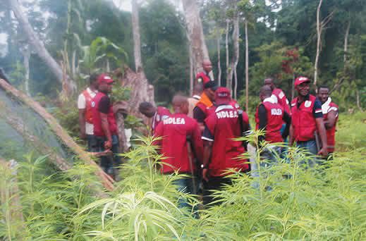 NDLEA destroys cannabis farms, arrests 7 in Edo forest raids