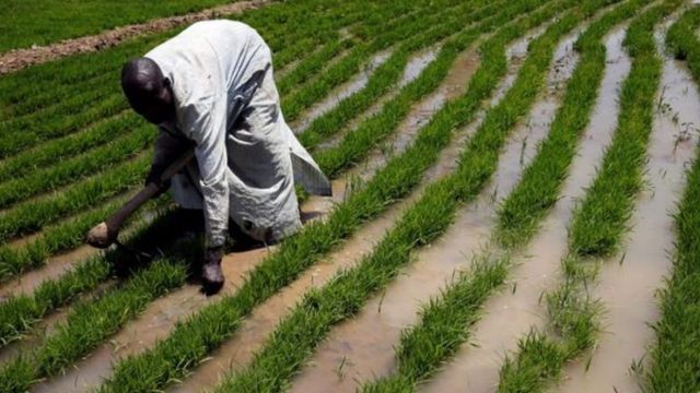 FG targets 1,000 Katsina farmers for free agricultural inputs