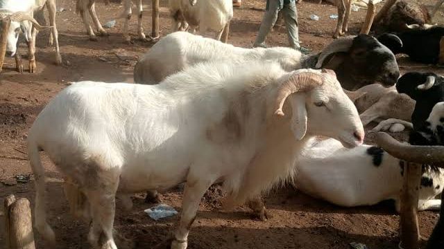 Bauchi traders decry low patronage as sallah approaches
