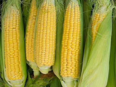 Nigeria needs 25m tonnes of maize annually – FG