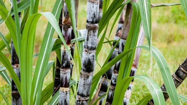 Kwara pledges commitment to sustainable agricultural development