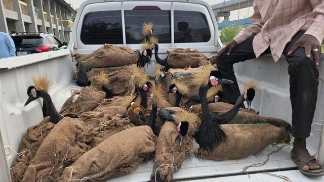 Customs nabs wildlife traffickers in Maiduguri