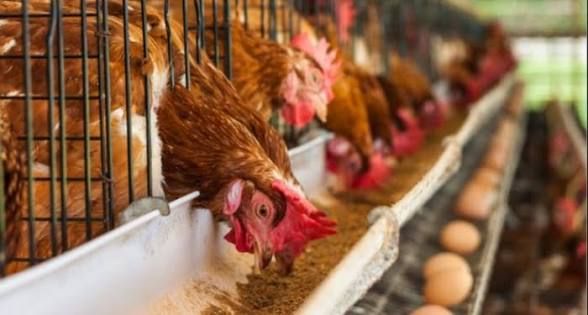 PAN urges farmers to prevent losses