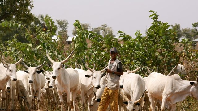 Insecurity, supply gaps disrupt livestock flow from Northern Nigeria