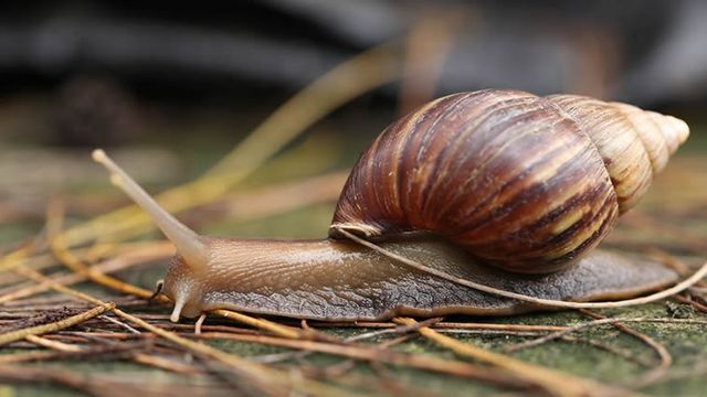Expert seeks increased snail production for economic growth