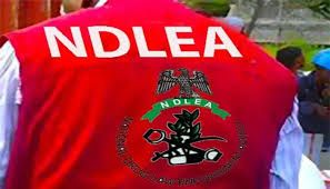 NDLEA arrests India-bound bizman with cocaine, recovers N3.6b Colos, codeine